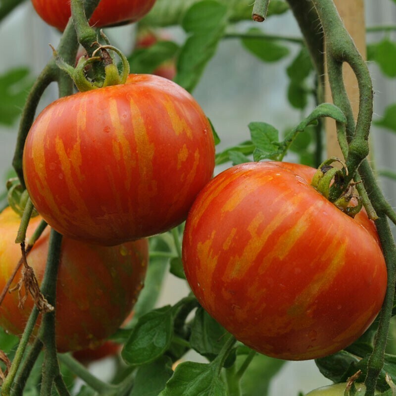 Tigerella Tomato - Heirloom