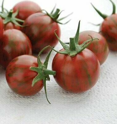 Purple Bumble Bee Tomato - Organic