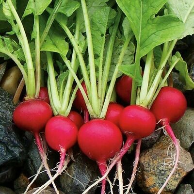 Cherry Belle Radish - Organic