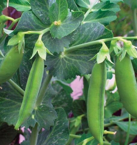 Little Marvel Shelling Pea - Open Pollinated