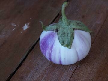 Rosa Bianca Eggplant - Heirloom Organic