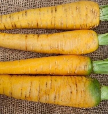 Yellowstone Yellow Carrot - Organic