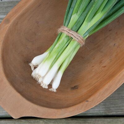 Evergreen Hardy White Bunching Onions - non organic