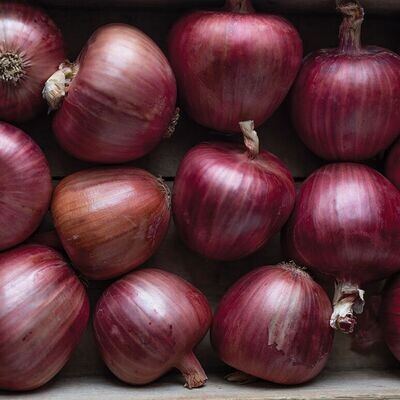 Rossa Di Milano Onion - Organic