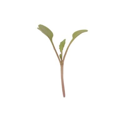Arugula Microgreen Seed - Organic