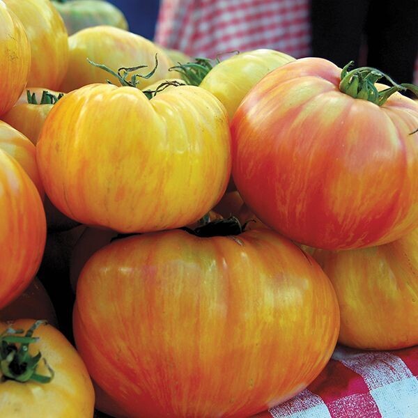 Copia Beefsteak Tomato - Organic