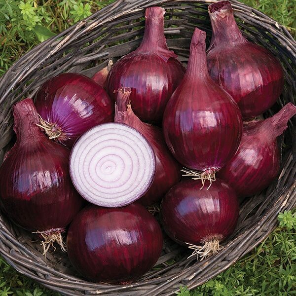 Red Baron Onion - Organic