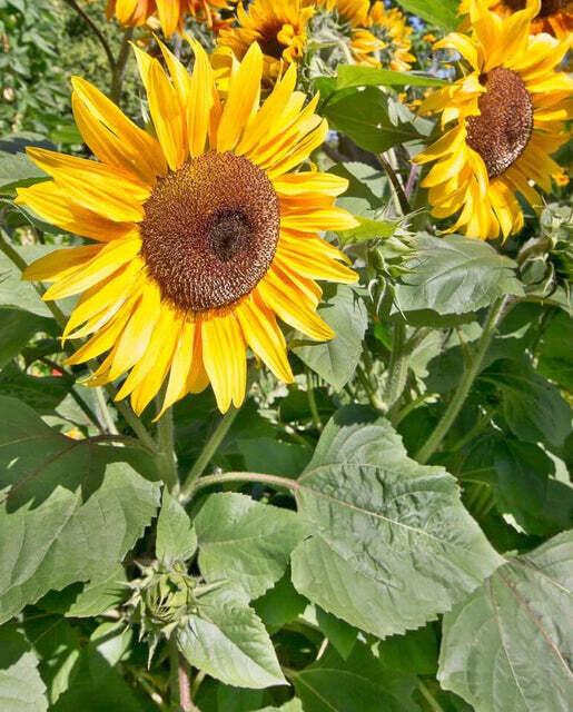 Peredovik Sunflower - Organic