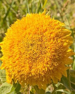 Teddy Bear - Sunflower