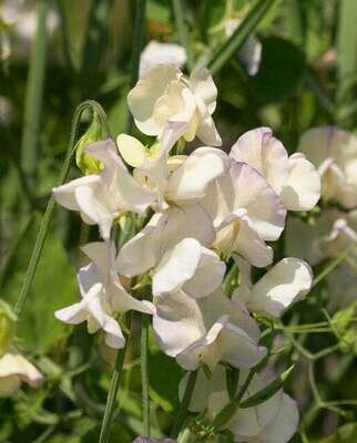 High Scent Sweet Pea - Flower