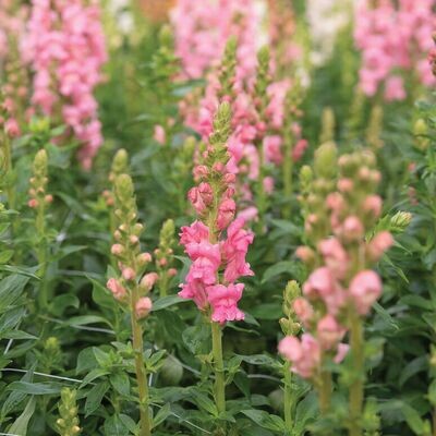 Snapdragon - Potomac Dark Pink