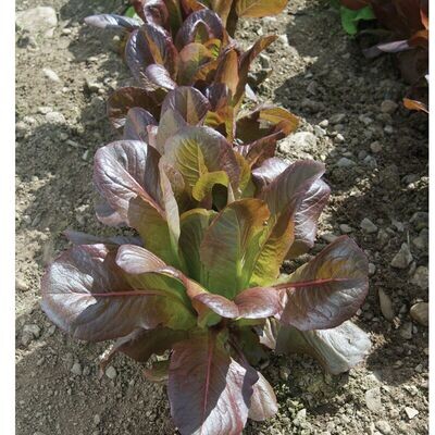Rouge d'Hiver Lettuce - Organic