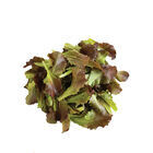 Outregeous Lettuce - Organic