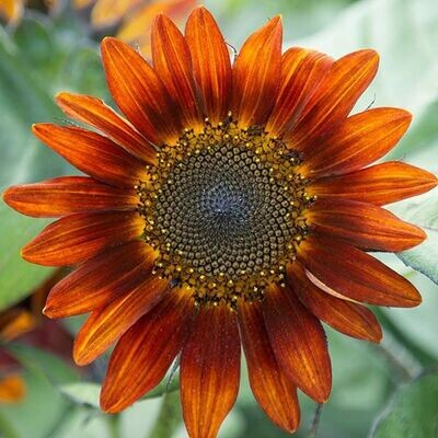 Medium Red Sunflower - Organic