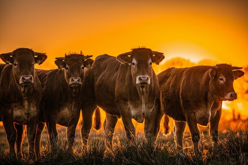 Foto Koe bij zonsondergang