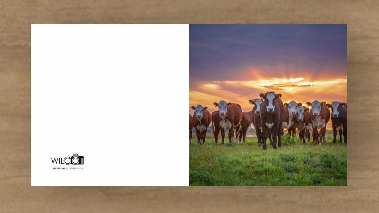 Kaart kudde van jonge Groninger blaarkoppen bij zonsondergang