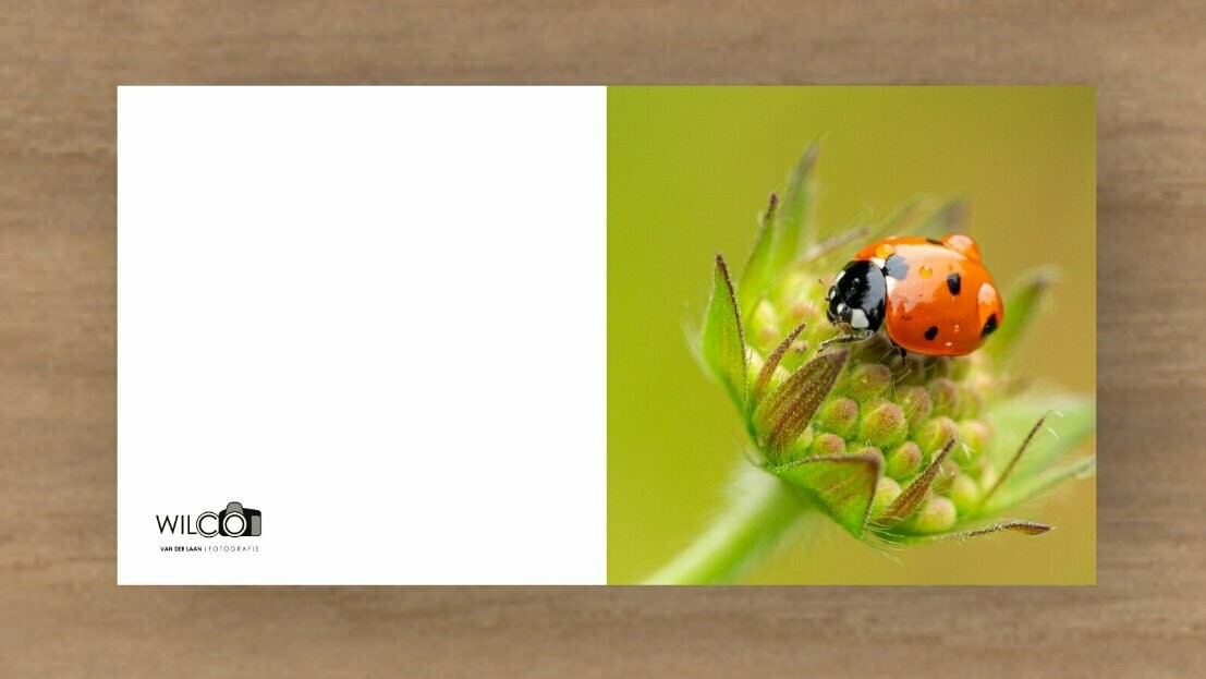 Kaart Lieveheersbeestje op plant.