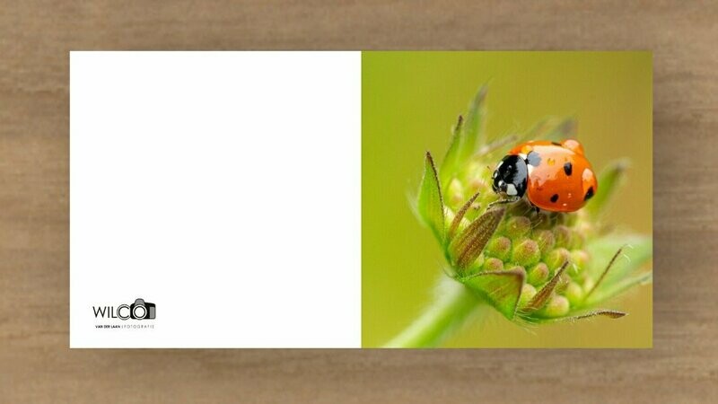 Kaart Lieveheersbeestje op plant.