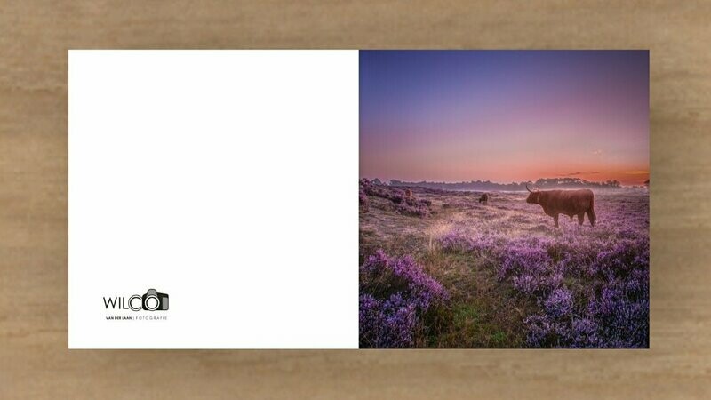Kaart Schotse Hooglanders in heide.