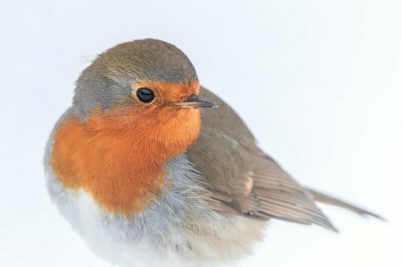 Roodborst in sneeuw
