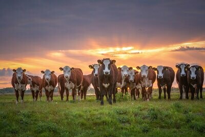 Groninger Blaarkop koeien tijdens zonsondergang.