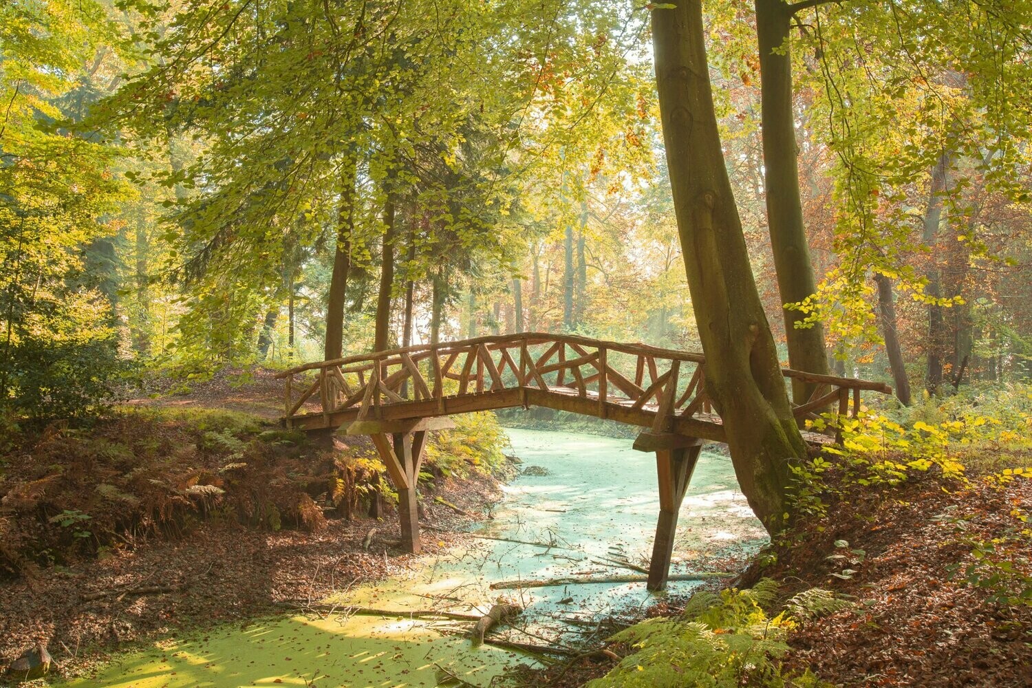 Bruggetje Slochterbos