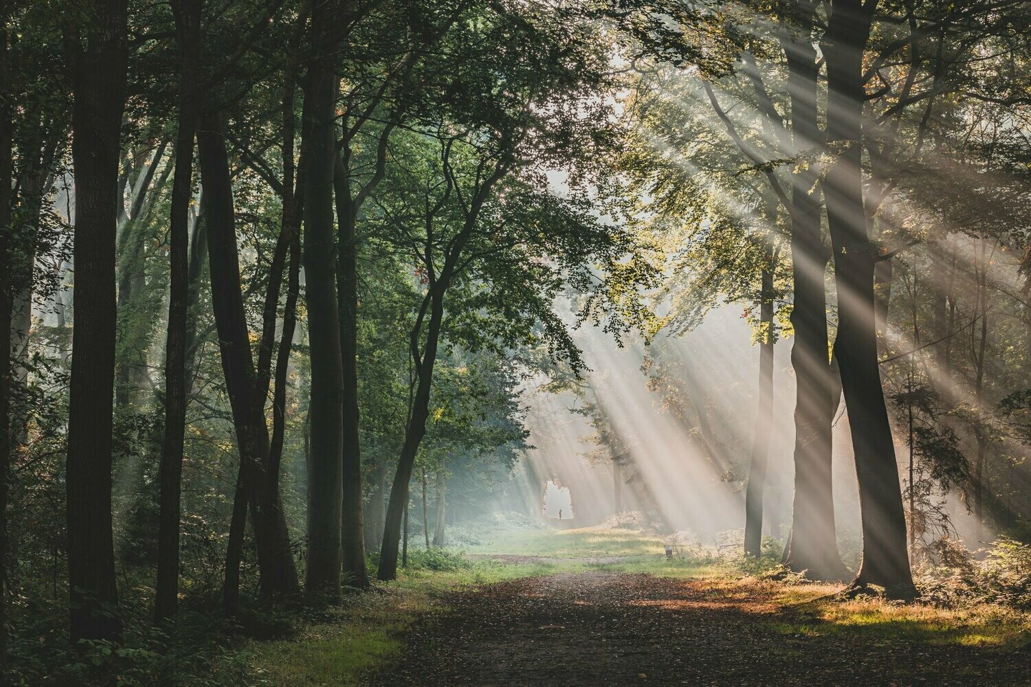 Zonneharpen in het Slochterbos