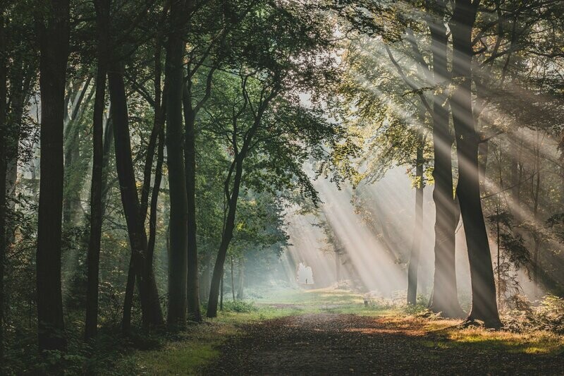 Zonneharpen in het Slochterbos