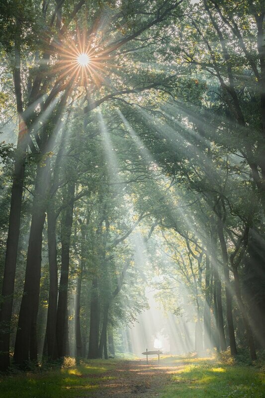 Foto Zonneharpen Slochterbos
