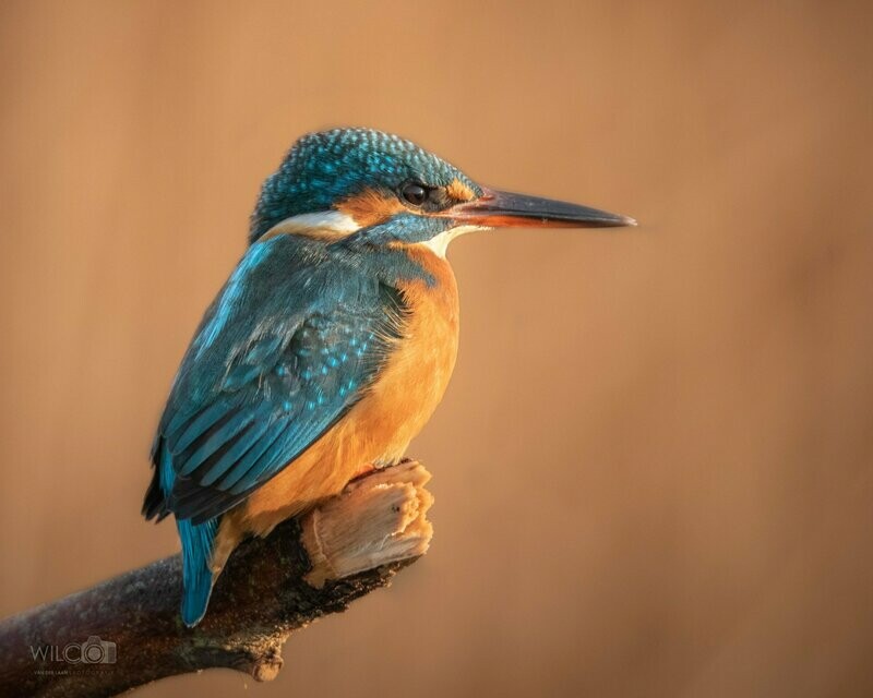 Ijsvogel