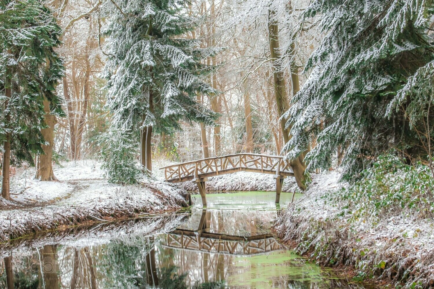 Besneeuwd boslandschap in het Slochterbos van Landgoed Fraeylemaborg
