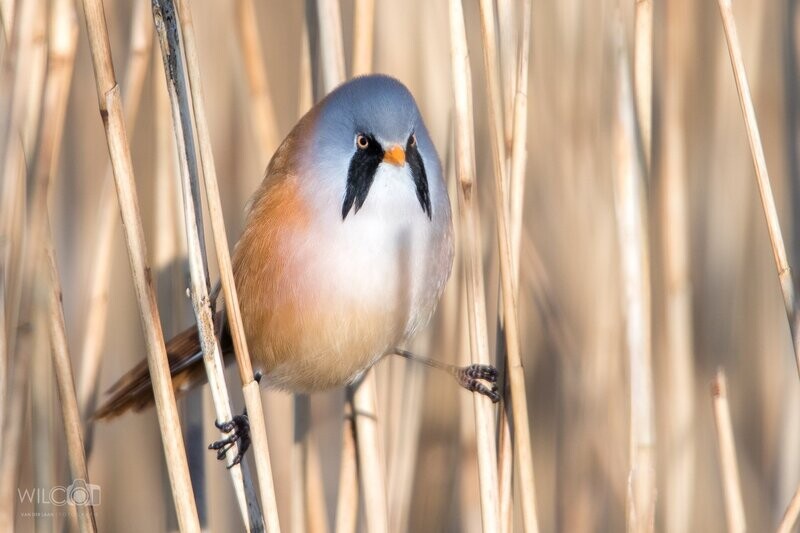 Zaterdagochtend 09-04-2022
Basiscursus Natuurfotografie, Wat zit daar in het riet?