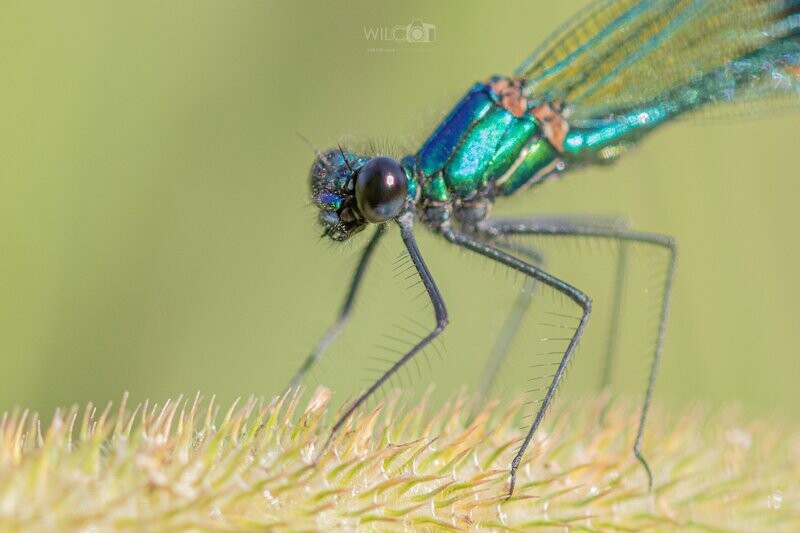 Zaterdagochtend 02-07-2022
Basiscursus Natuurfotografie, Slapende libellen en vlinders Macro)
