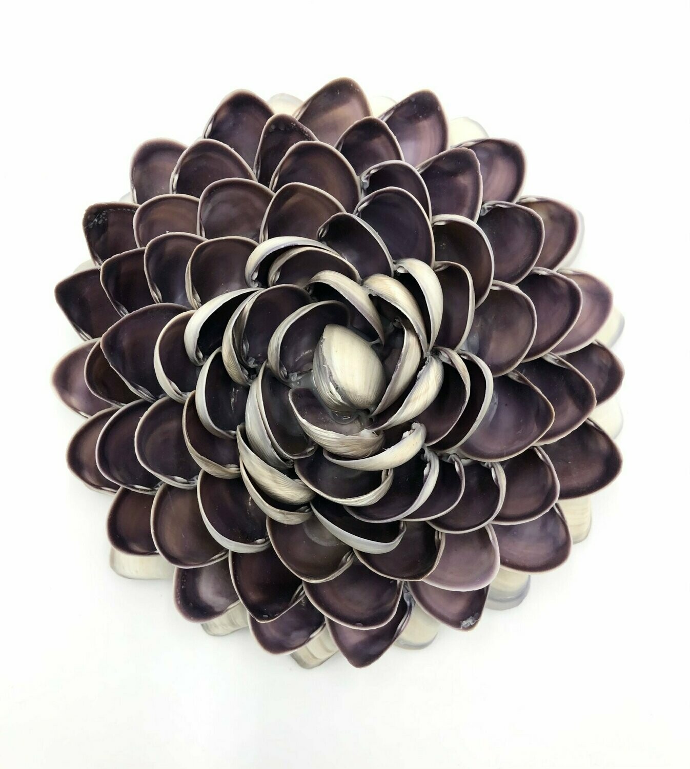 Violette Blüte | Violet Blossom