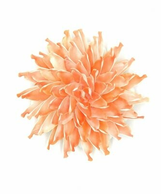 Orangene Blüte | Orange blossom Orangene Blüte | Orange blossom