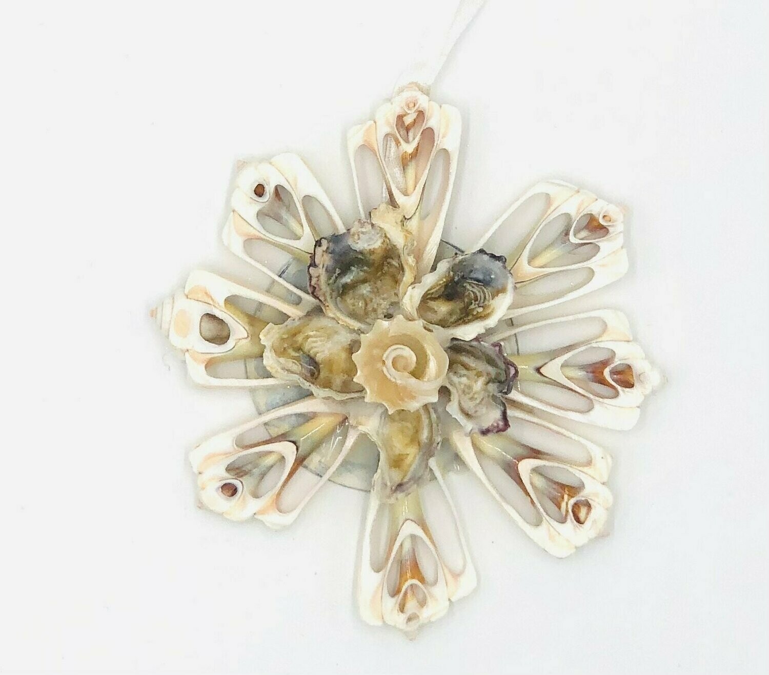 Meeresblüte | Sea Flower
