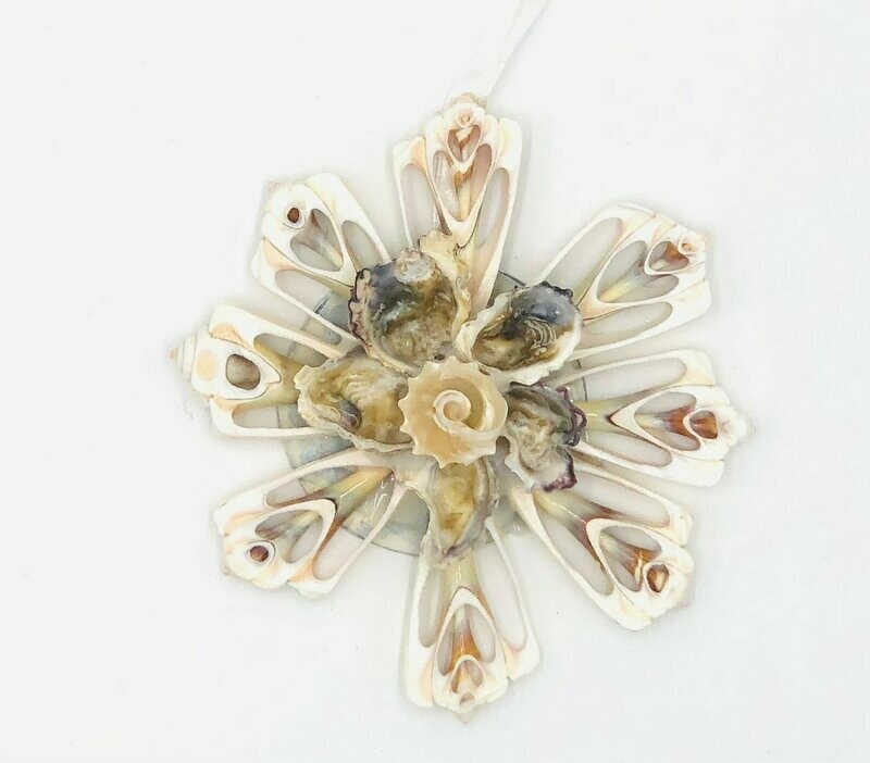 Meeresblüte | Sea Flower