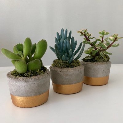 Succulent Pots  - Home