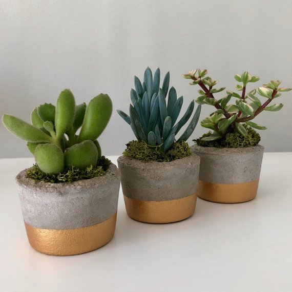 Succulent Pots  - Home