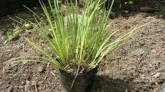 Grasses Green Pot