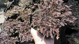 Some Plant