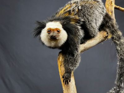 Säugetiere Mammals