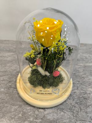 Cúpulas, Letras y Ramos Preservados