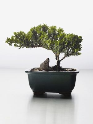 Planta Natural