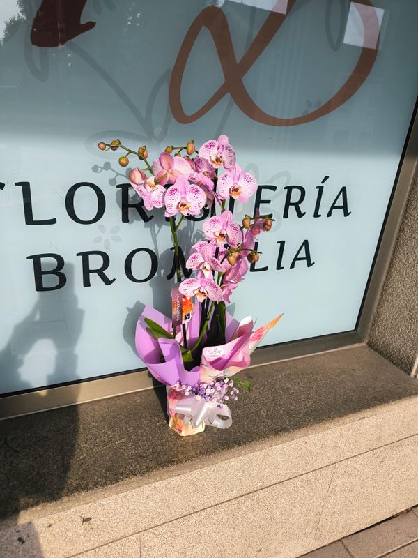 Orquídea