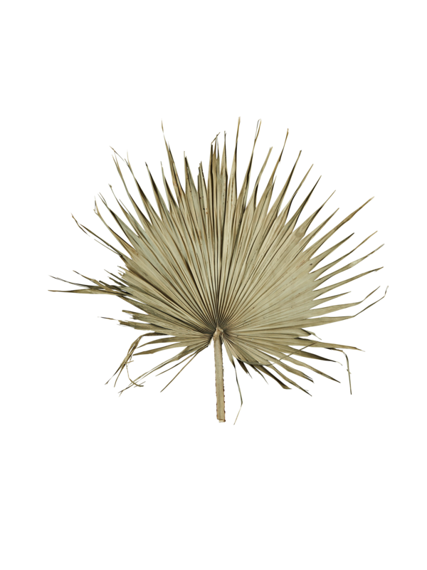 PALMIA  -Feuille de palmier XXL - (Uniquement disponible à la location)