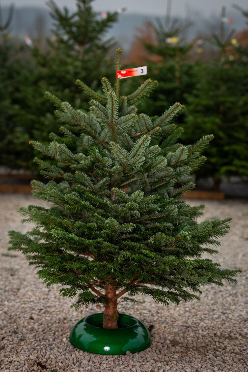 Nordmann 100/125