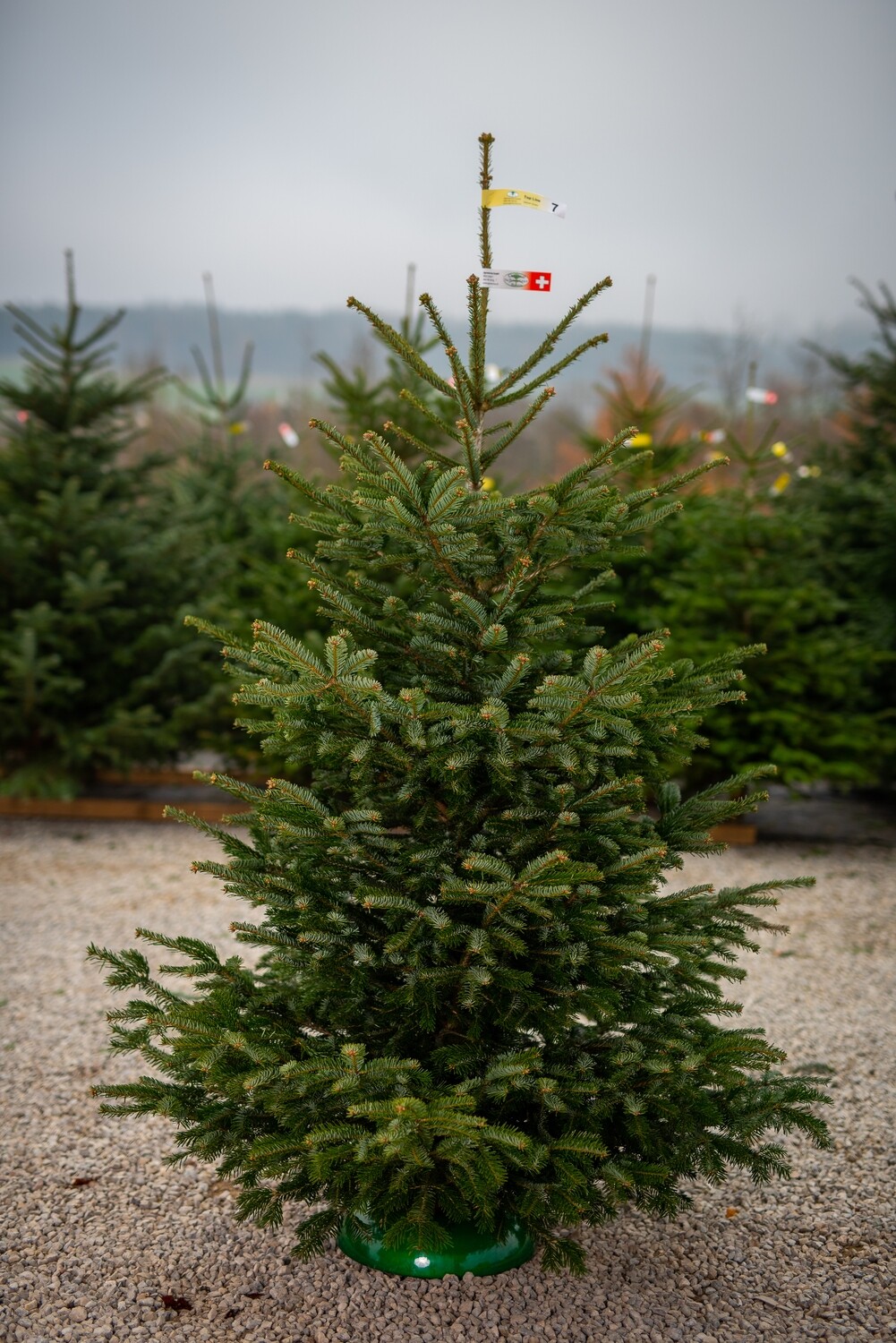 Nordmann 200/225