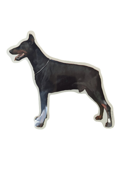 Dobermann standar Pegatina