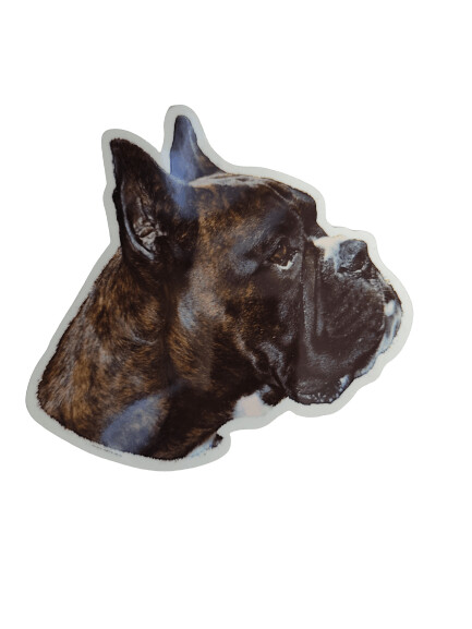 Boxer Pegatina